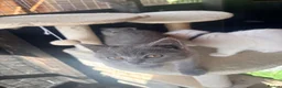Scottish Fold cats for sale: Scottish fold/ British shorthair kittens  - Advert 8
