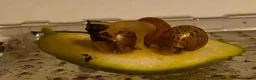 Snails invertebrates for sale: Giant african land snails - Advert 5