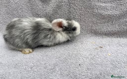Mini Lop rabbits for sale: Mini lop bunnies  - Image 3