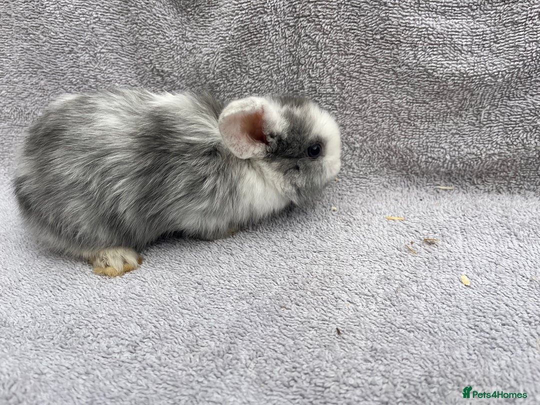 Mini Lop rabbits for sale: Mini lop bunnies  - Image 3