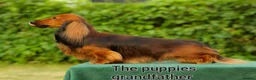 Miniature Dachshund dogs for sale: 4 dapple 2 shaded red Lh puppies,Pra clear - Advert 25