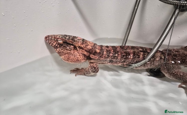 Lizard reptiles Two tegus for sale - Advert 1