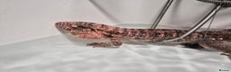 Lizard reptiles for sale: Two tegus for sale - Advert 1