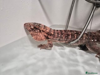 Lizard reptiles Two tegus for sale - Advert 1