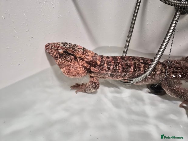 Lizard reptiles Two tegus for sale - Advert 1