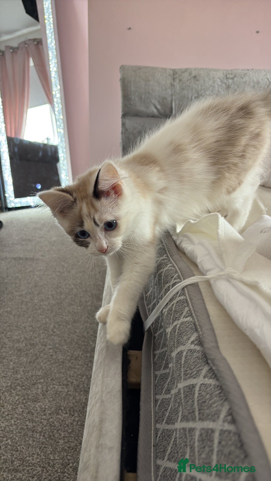 Ragdoll cats for sale: Rag doll kitten 🩷Dolly🩷 for sale  - Advert 2