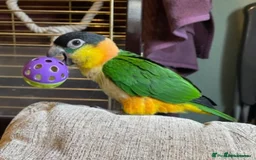 Parrots birds for sale: Hand reared caique, tame and talking - Image 3