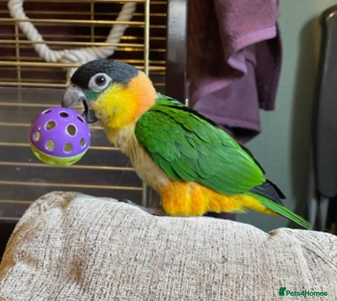 Parrots birds for sale: Hand reared caique, tame and talking - Image 3