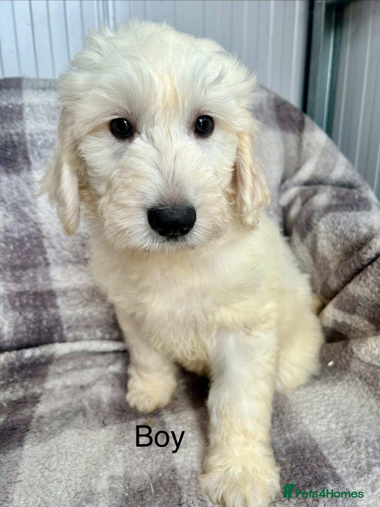 Goldendoodle dogs Big bouncy Goldendoodle puppies - Advert 2