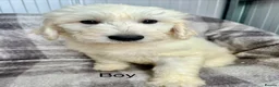 Goldendoodle dogs for sale: Big bouncy Goldendoodle puppies - Advert 2
