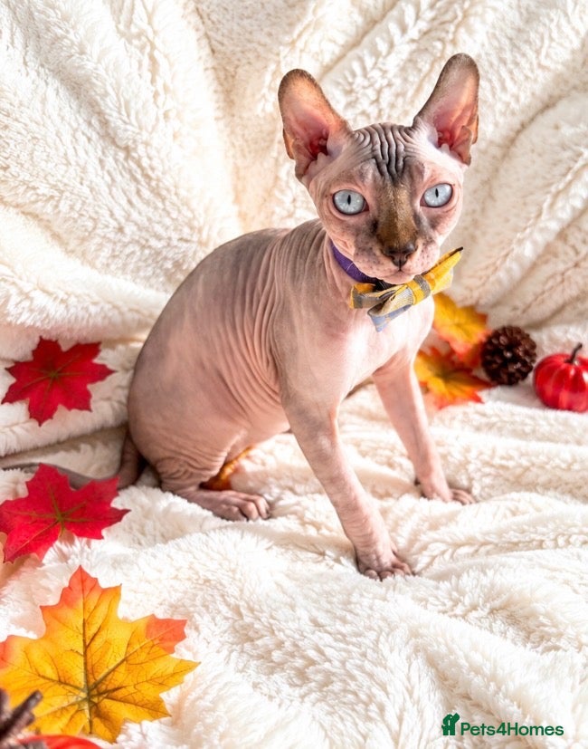 Sphynx cats Beautiful Male Elf Sphynx Kitten – Marcus - Advert 14