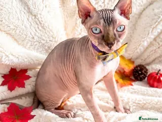 Sphynx cats Beautiful Male Elf Sphynx Kitten – Marcus - Advert 7