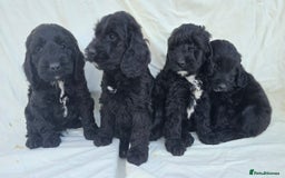 Cockapoo dogs for sale: Cockapoo - Image 13
