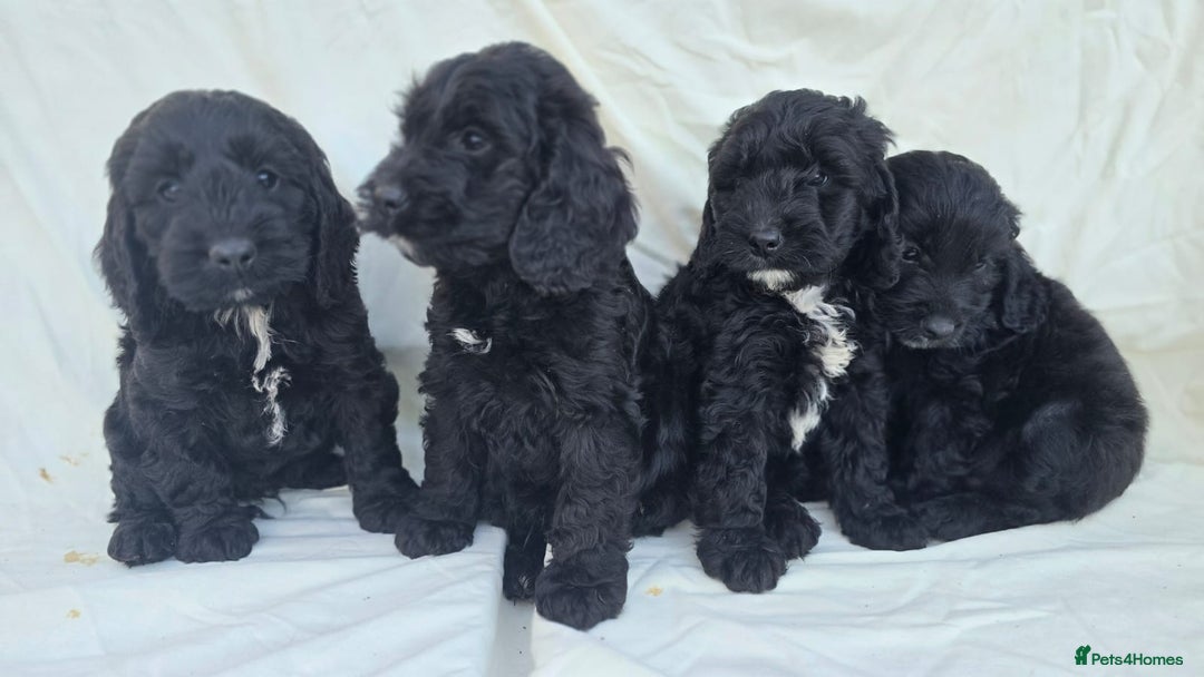 Cockapoo dogs for sale: Cockapoo - Image 13