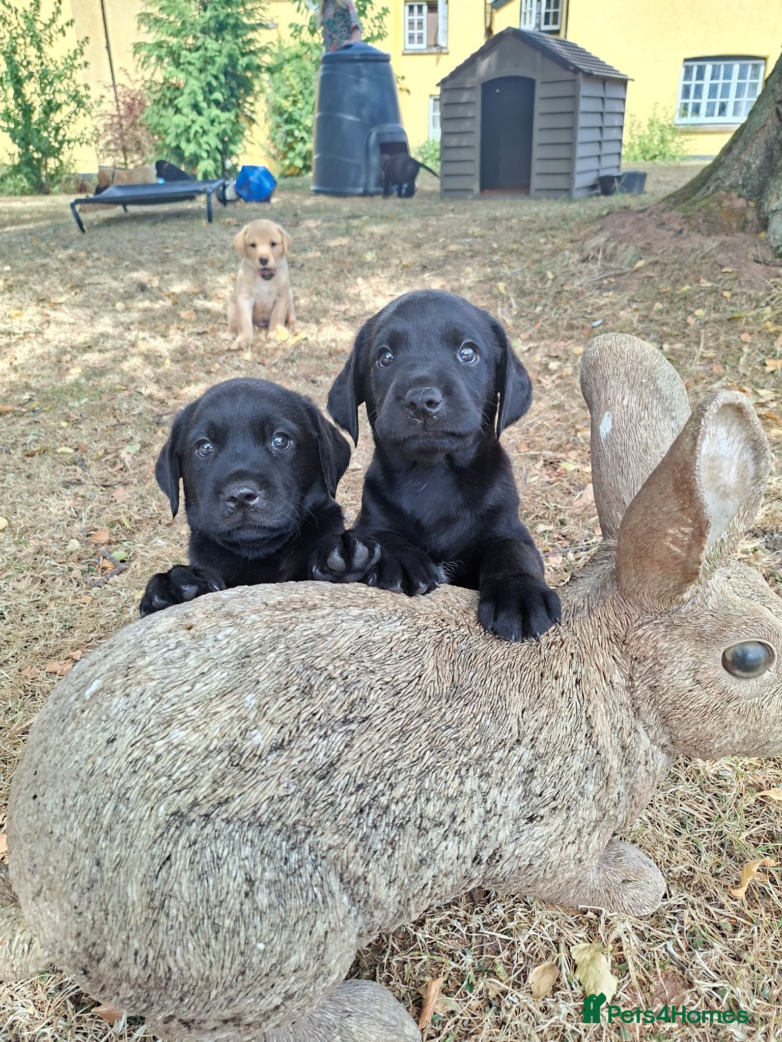 Labrador Retriever dogs Gorgeous KC registered puppies.  - Advert 15