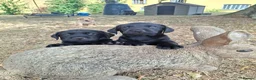Labrador Retriever dogs for sale: Stunnning KC registered puppies. Ready to leave. - Advert 8