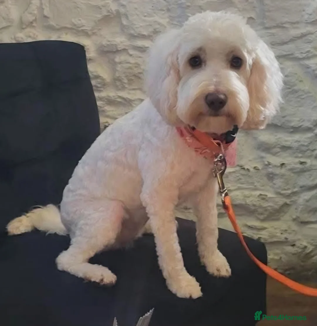 Cockapoo dogs for sale:  Cockapoo puppies F2B - Advert 4