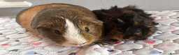 Guinea Pig rodents for sale: Two bonded pairs of boars - Advert 2