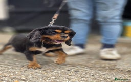 Cavapoo dogs for sale: Toy cavapoos  - Image 3