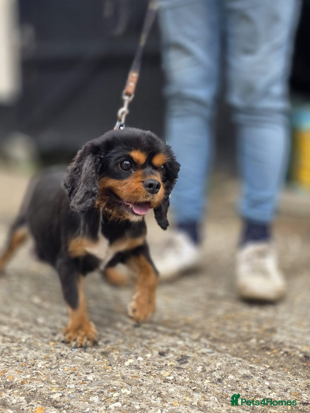 Cavapoo dogs for sale: Toy cavapoos  - Image 3