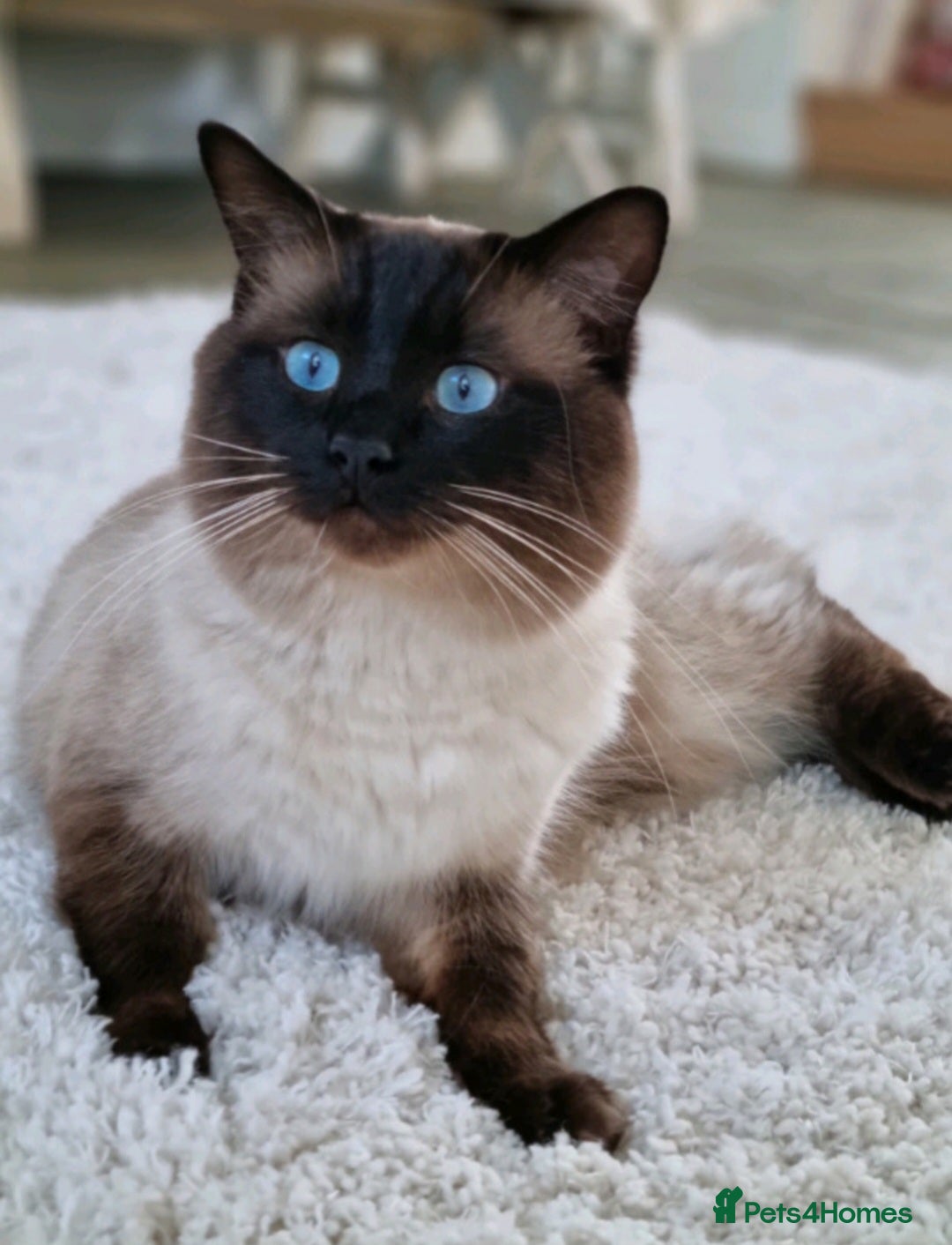 Ragdoll cats for sale: Quality Ragdoll Kittens - Image 8