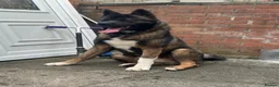 Akita dogs for sale: American Akita - Advert 2
