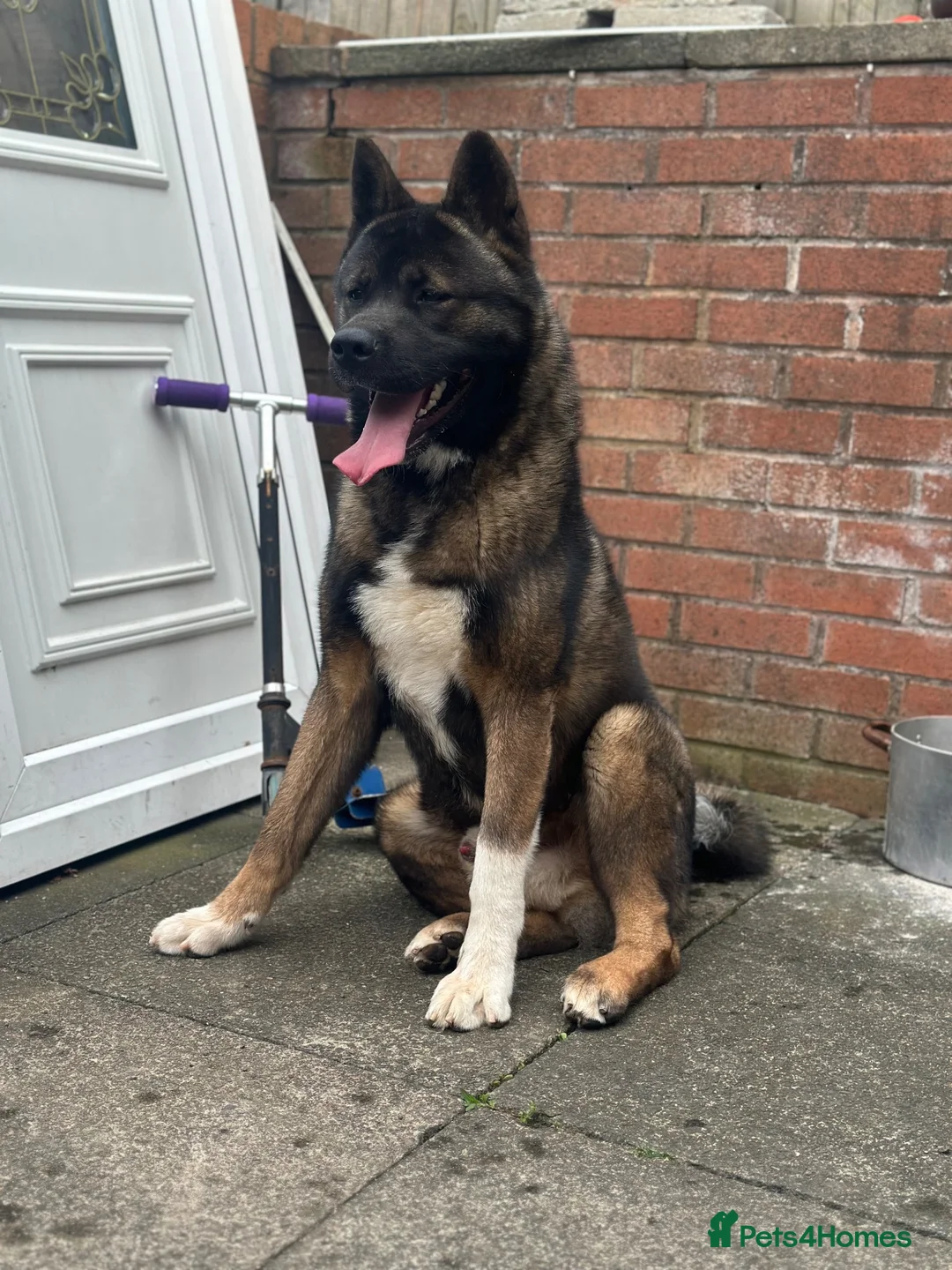 Akita dogs for sale: American Akita - Advert 2