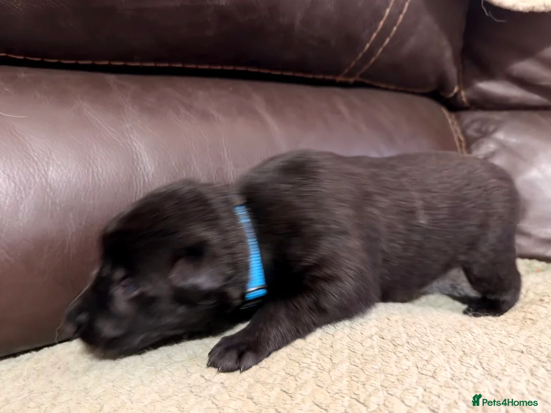 Mixed Breed dogs for sale: German shepherd x border collie (Shollie) - Advert 11