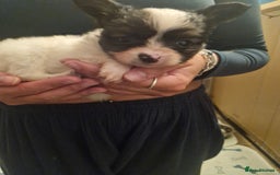 Papillon dogs for sale: KC Papillon. DNA health tested parents - Image 12