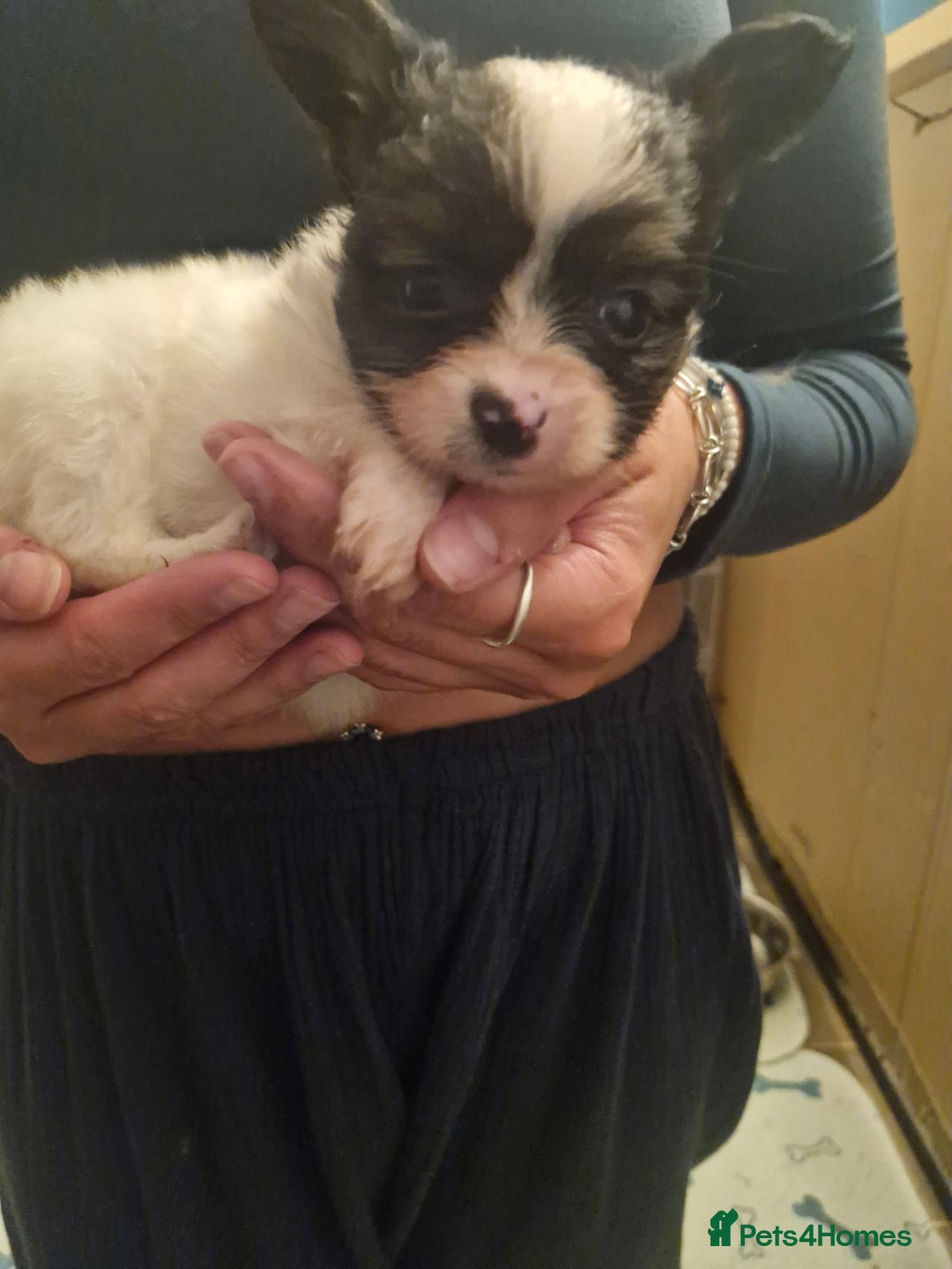 Papillon dogs for sale: KC Papillon. DNA health tested parents - Image 12