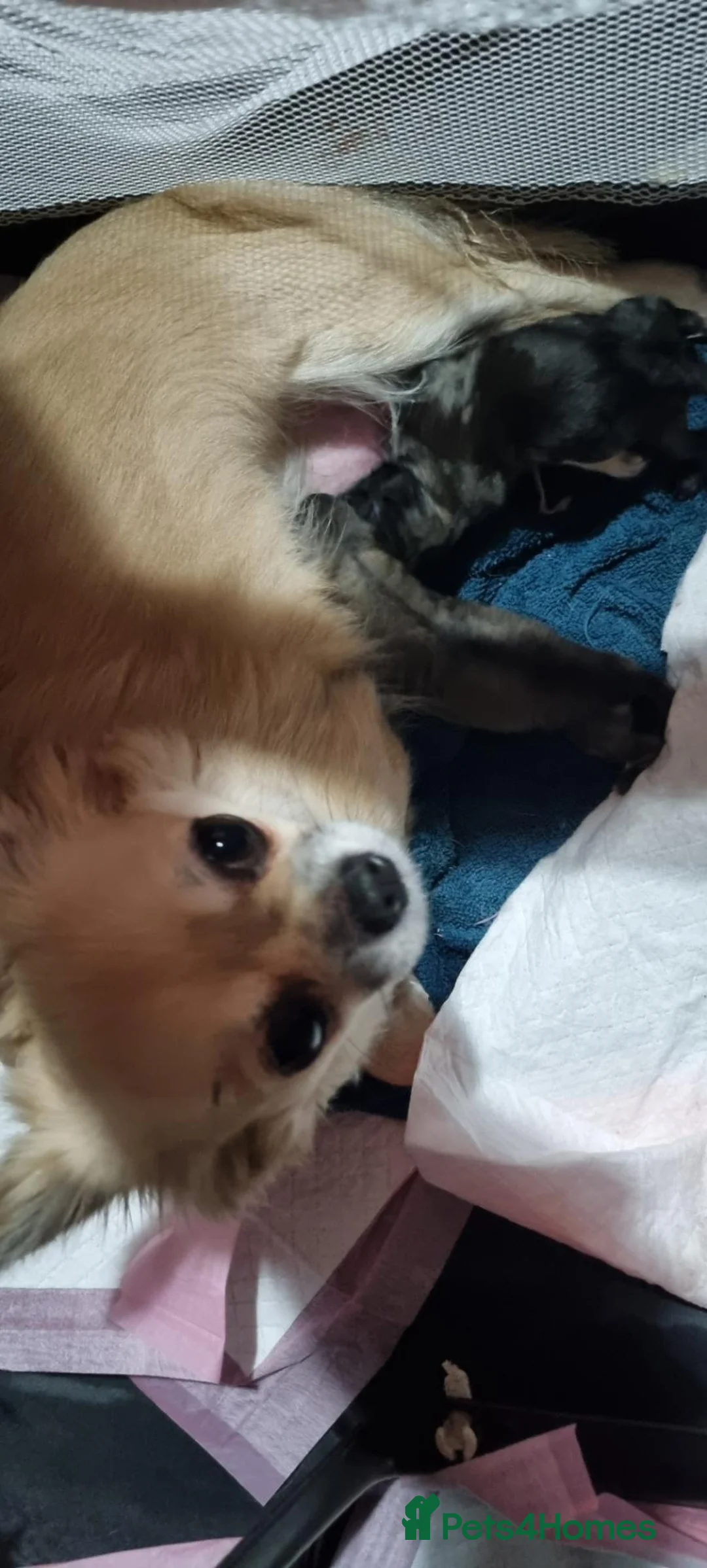 Chihuahua dogs for sale: Chihuahua puppies, Glasgow in Glasgow - Advert 2