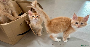 Maine Coon cats - Advert 10