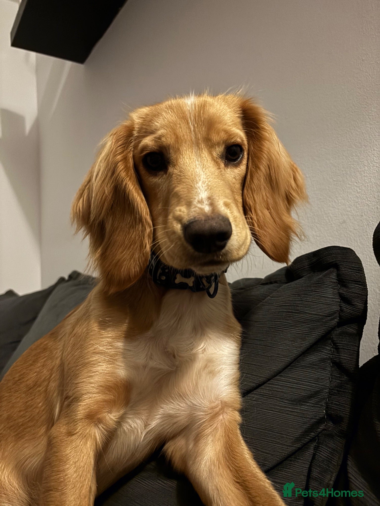 Cocker Spaniel dogs Cocker spaniel male  - Advert 1