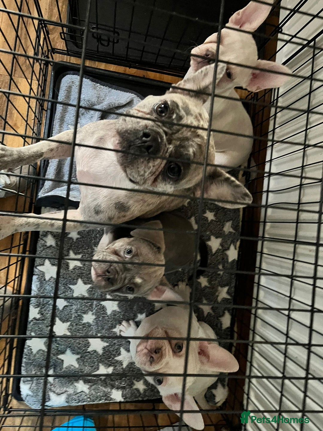 French Bulldog dogs for sale: DESTINY, TRINITY AND MYSTERY - Advert 7