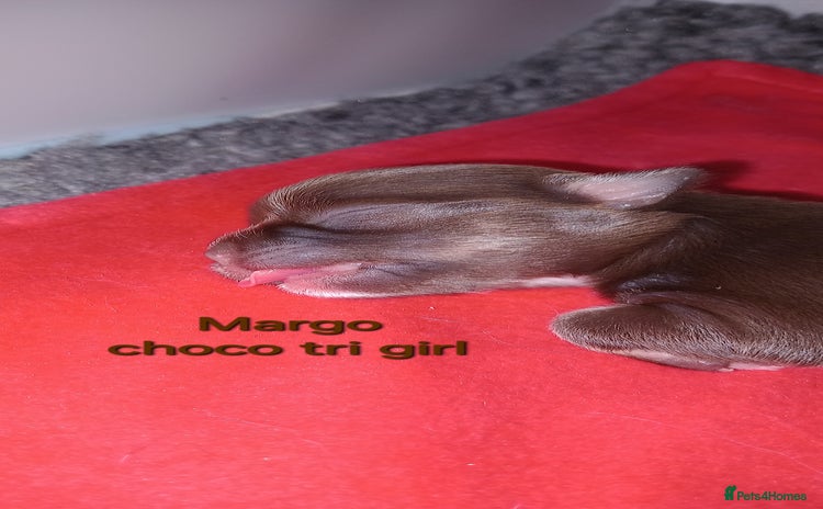 Chihuahua dogs - Advert 13