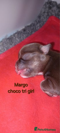 Chihuahua dogs - Advert 13