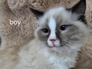 Ragdoll cats for sale - Advert 2