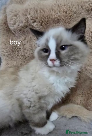 Ragdoll cats - Advert 1