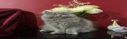 Persian cats for sale: Ready 8th. Fully vacs. Stunning blue Persian girl  - Advert 12