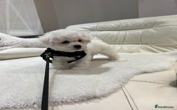 Bichon Frise dogs for sale: Pure Bichon Frise - Image 24