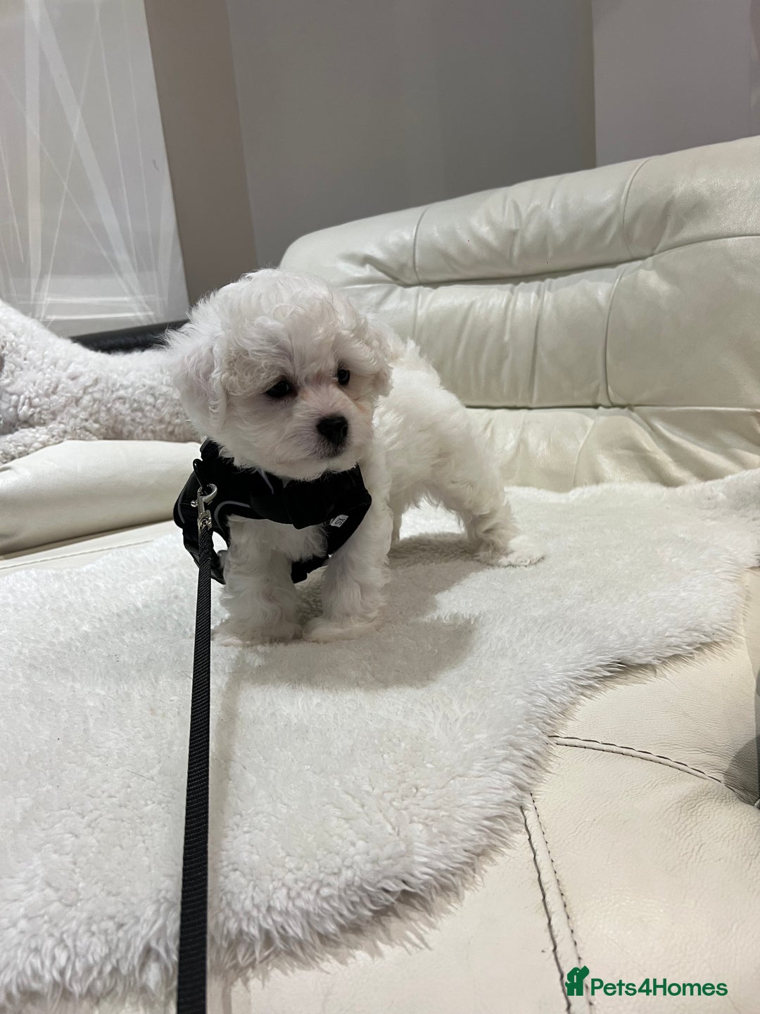 Bichon Frise dogs for sale: Pure Bichon Frise - Image 24