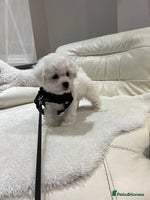 Bichon Frise dogs - Advert 8