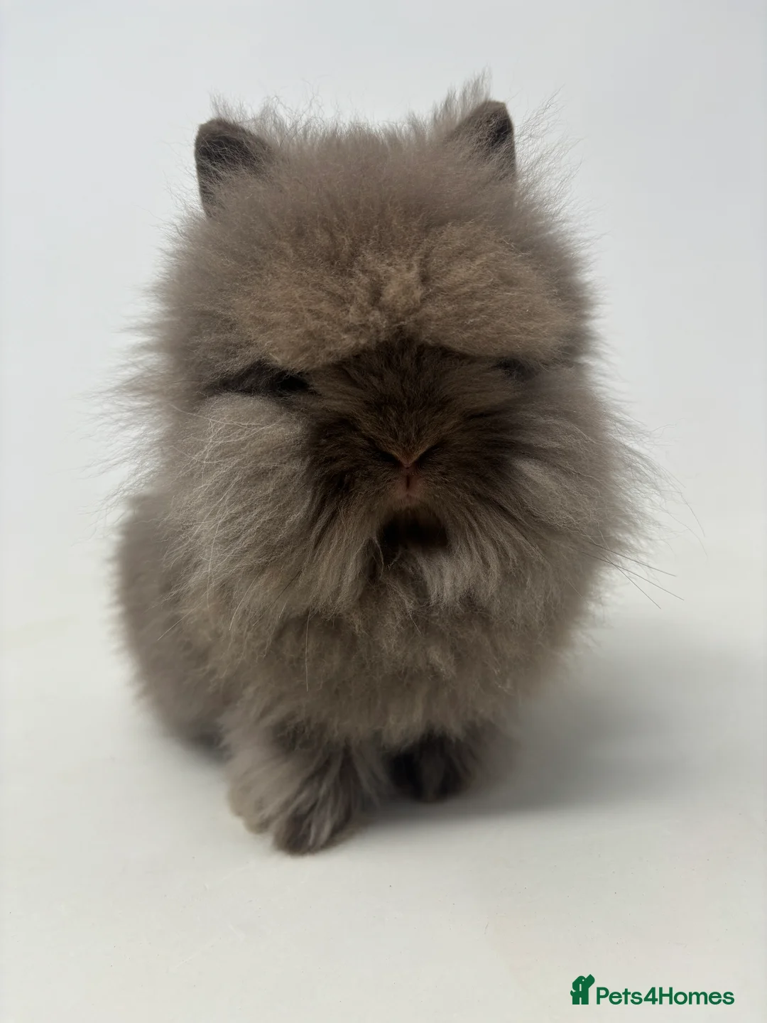Lionhead rabbits for sale: BEAUTIFUL BABY LIONHEAD BUNNIES - Advert 9