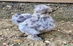 Chickens poultry for sale: Trio lavender splash American Silkie Bantams - Image 5