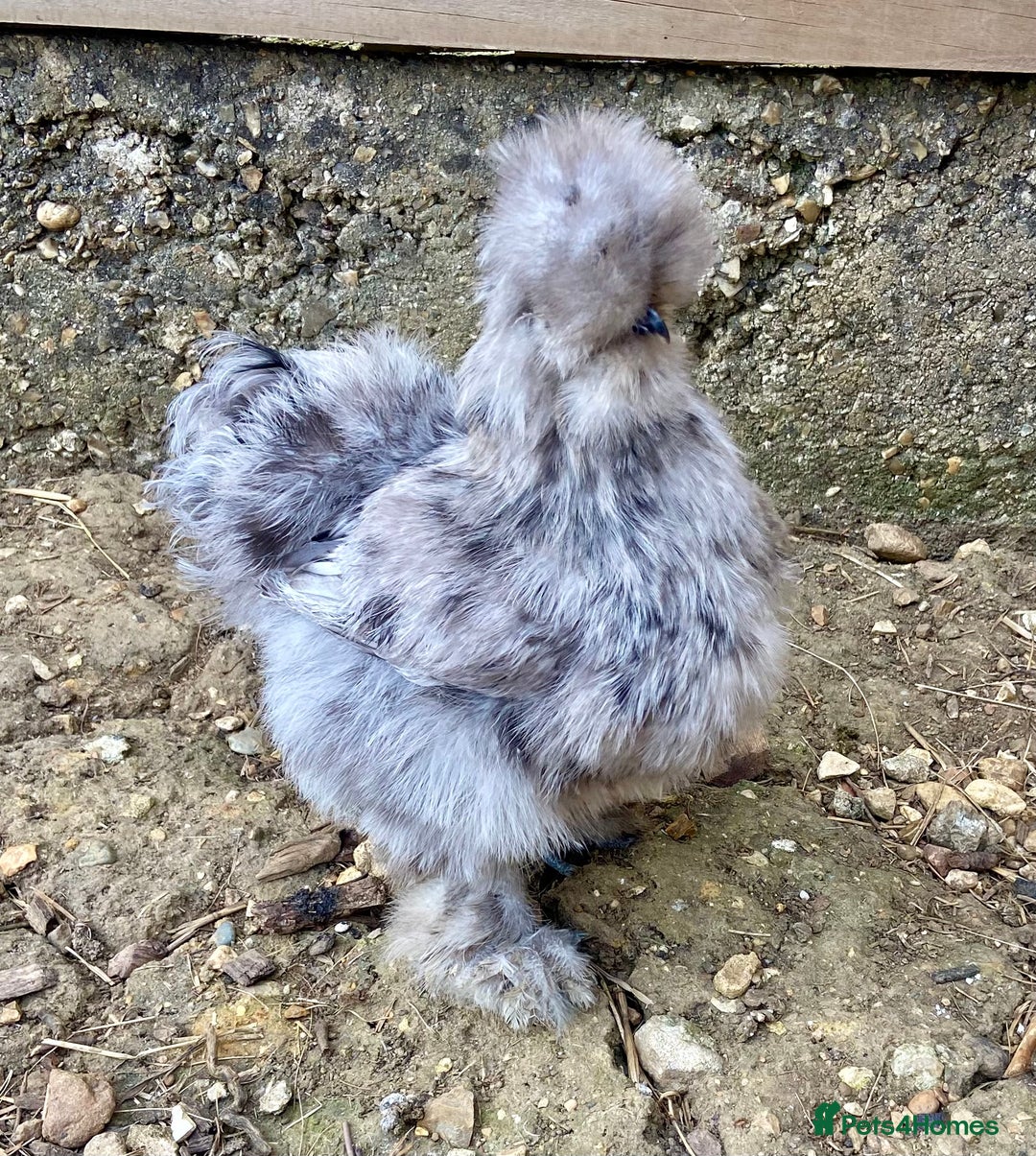 Chickens poultry for sale: Trio lavender splash American Silkie Bantams - Image 5