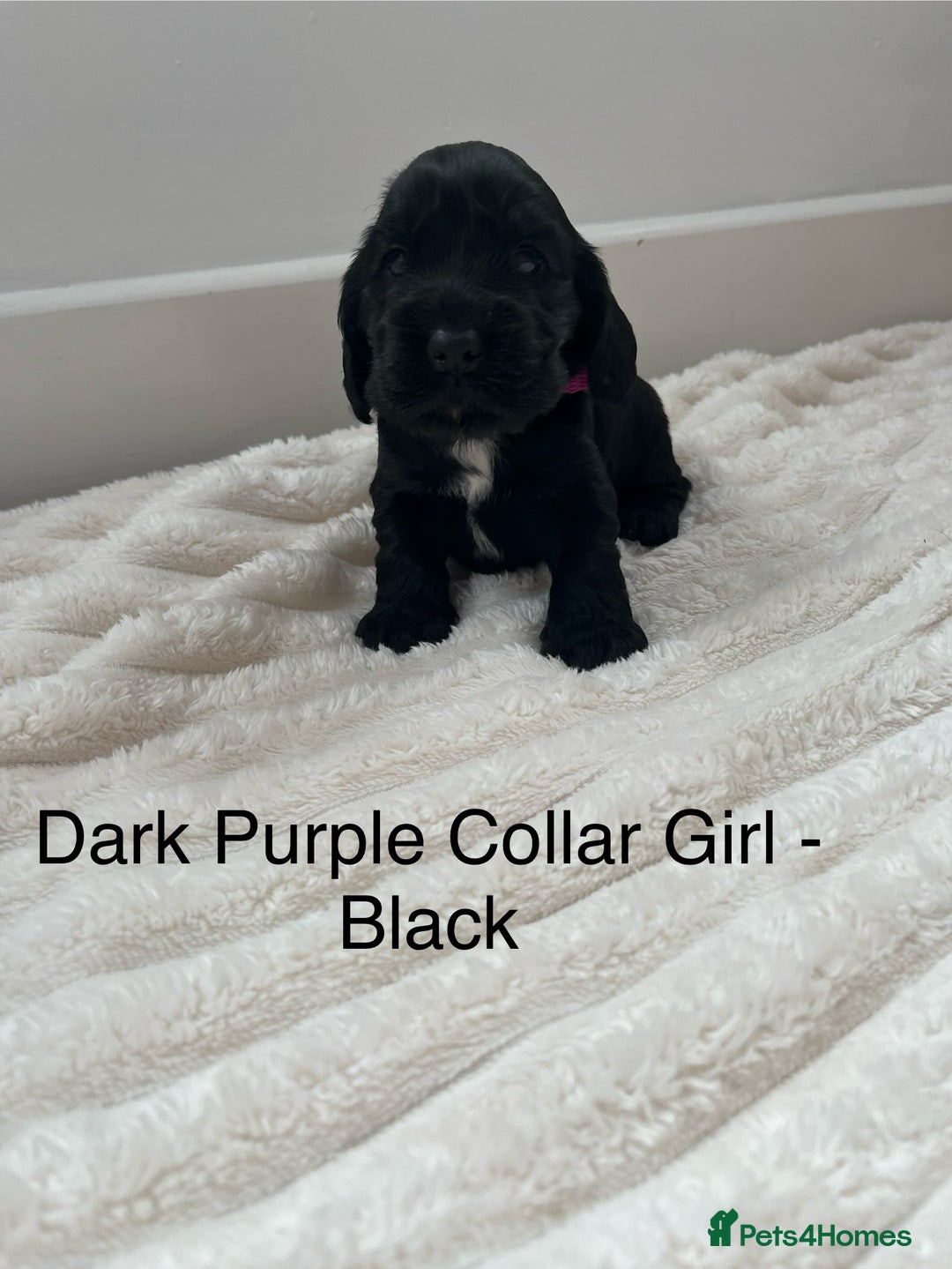 Cocker Spaniel dogs for sale: Beautiful Cocker Spaniel Puppies  - Image 17