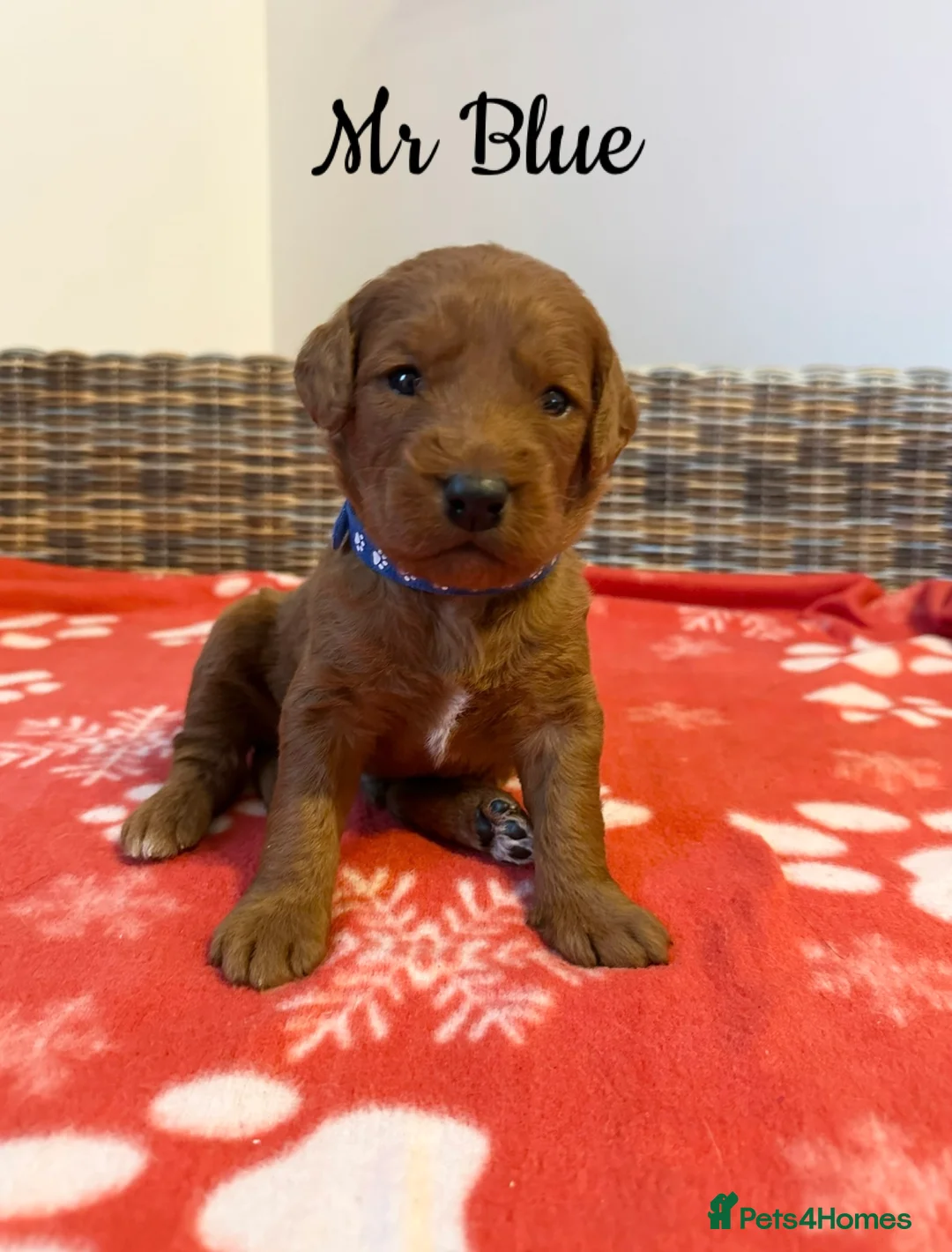 Labradoodle dogs for sale: ⭐️Fully Health Tested F1 Miniature Labradoodles⭐️ - Advert 13