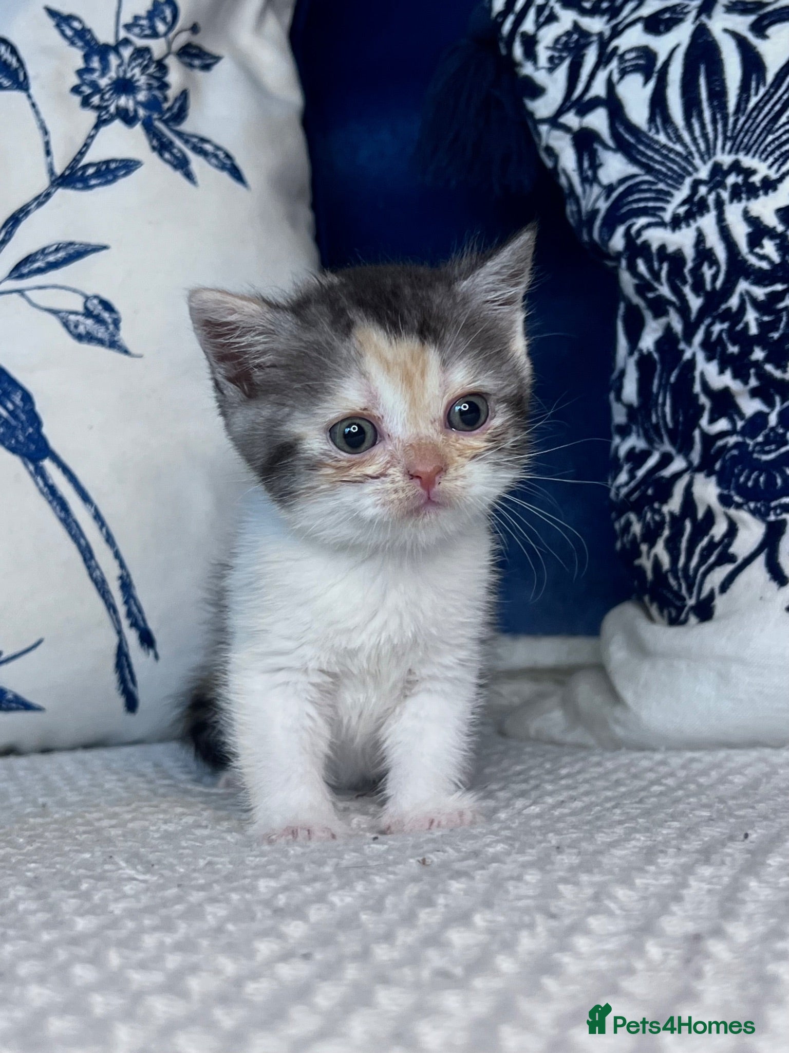 British Shorthair cats Beautiful British short hair kittens - Advert 1