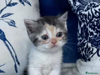 British Shorthair cats Beautiful British short hair kittens - Advert 1