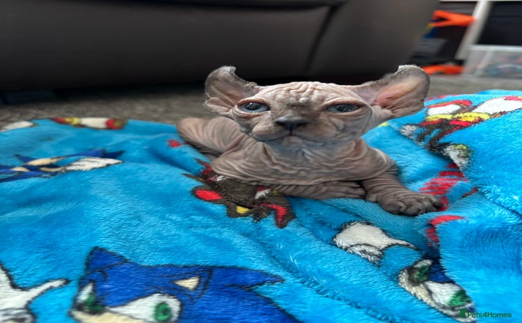 Sphynx cats - Advert 2